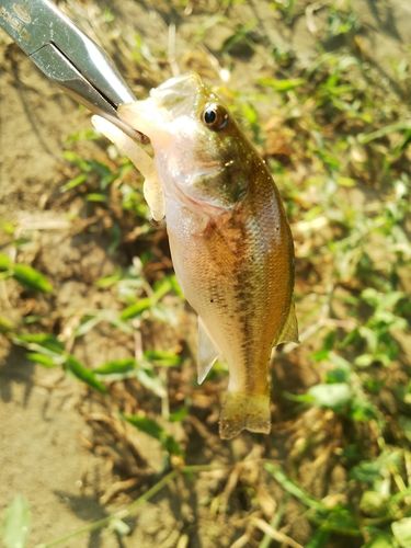 ラージマウスバスの釣果