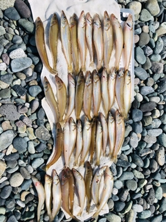 シロギスの釣果