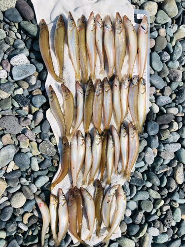 シロギスの釣果