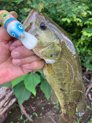 ラージマウスバスの釣果