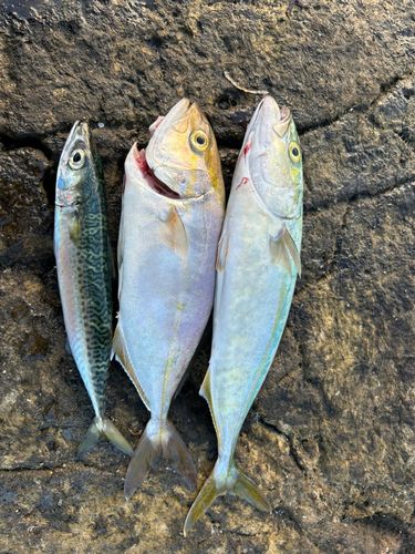 ワカシの釣果
