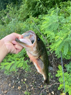 ラージマウスバスの釣果