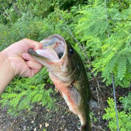 ラージマウスバス