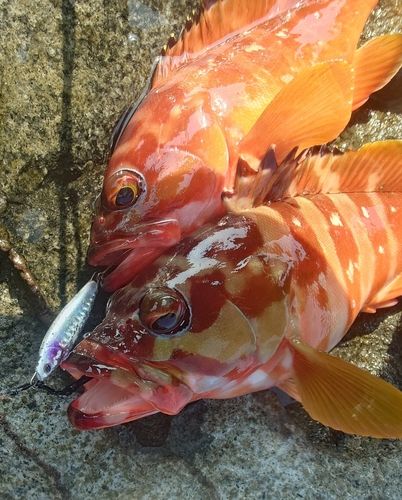 アカハタの釣果