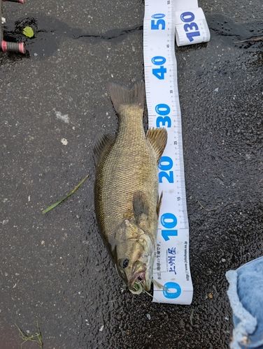 スモールマウスバスの釣果