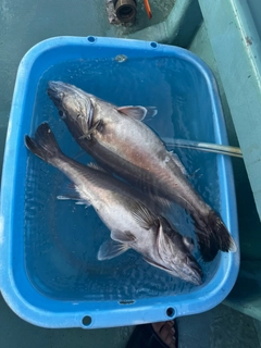 アラの釣果