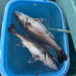 アラ
