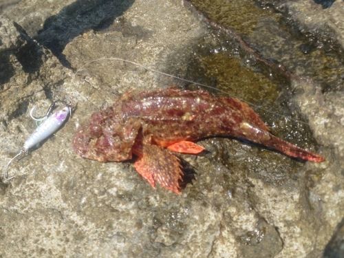 オニカサゴの釣果