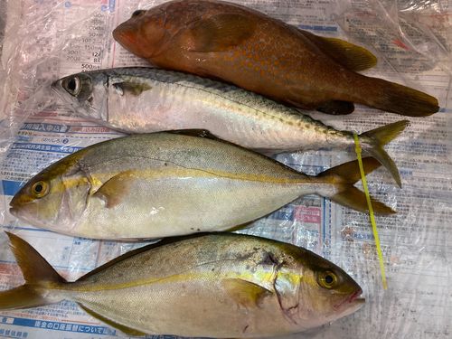 ネリゴの釣果