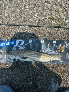 ニゴイの釣果