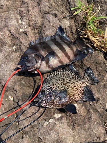 シマダイの釣果