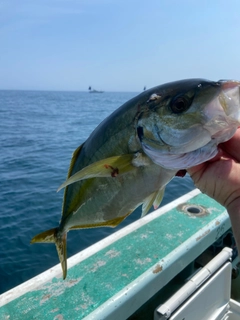 シマアジの釣果