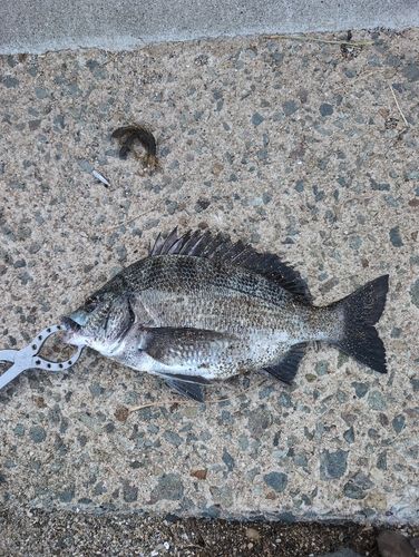 釣果