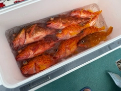 ウッカリカサゴの釣果
