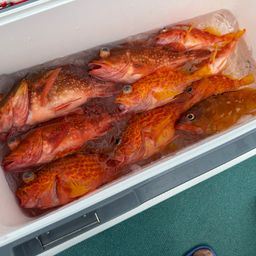 ウッカリカサゴ