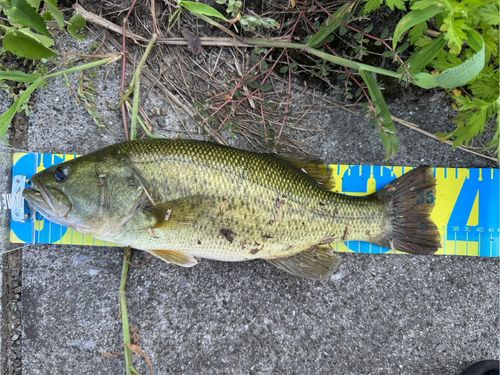 ブラックバスの釣果