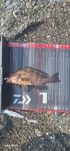 オオモンハタの釣果