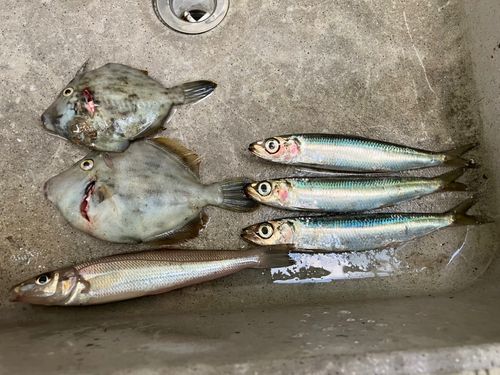 カワハギの釣果