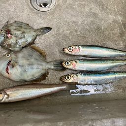 カワハギ