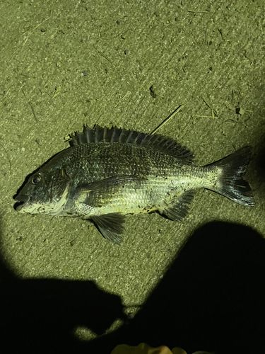 チヌの釣果
