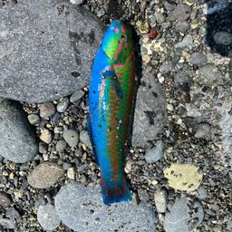 ニシキベラ