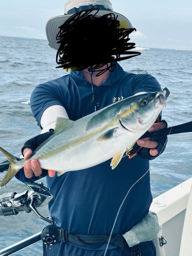 イナダの釣果