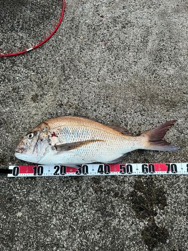 マダイの釣果
