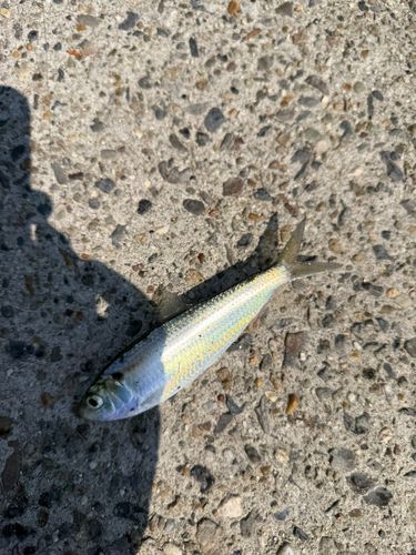 サッパの釣果