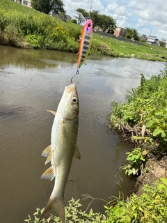 ウグイの釣果