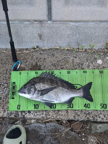 チヌの釣果