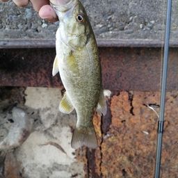 スモールマウスバス