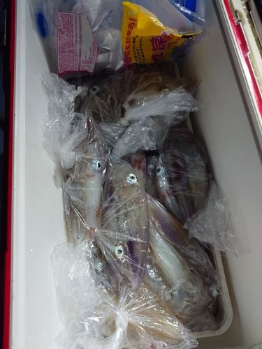 ケンサキイカの釣果