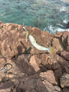 クサフグの釣果
