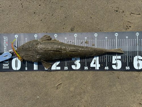 マゴチの釣果