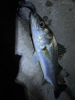 スズキの釣果