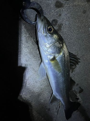 スズキの釣果