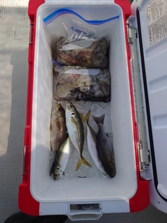 マダコの釣果