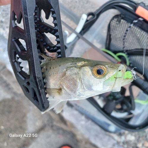 セイゴ（タイリクスズキ）の釣果
