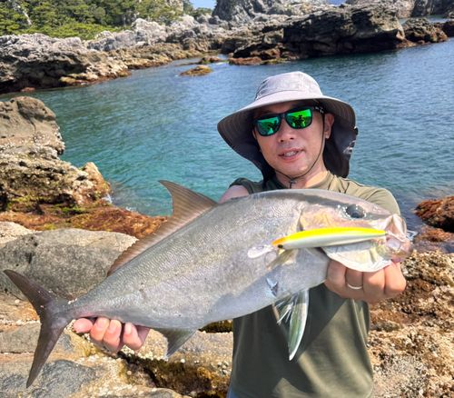 ヒレナガカンパチの釣果
