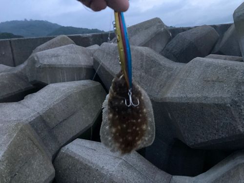 ヒラメの釣果
