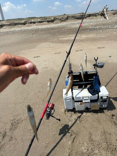 キスの釣果