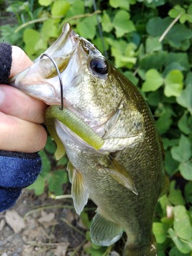 ブラックバスの釣果