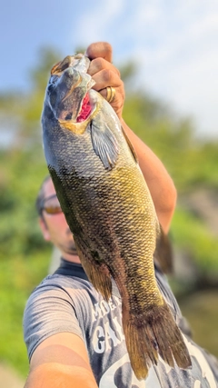 スモールマウスバスの釣果