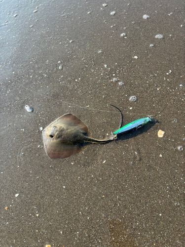 アカエイの釣果