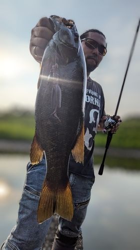 スモールマウスバスの釣果