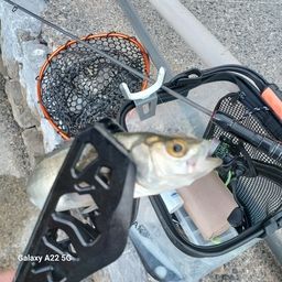 セイゴ（マルスズキ）