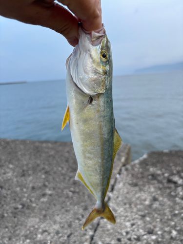 フクラギの釣果