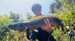 ナマズの釣果