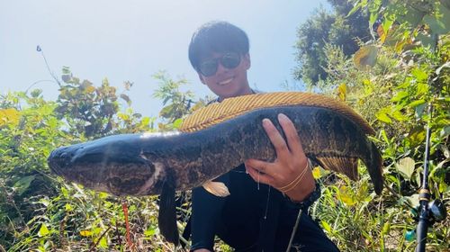 ナマズの釣果