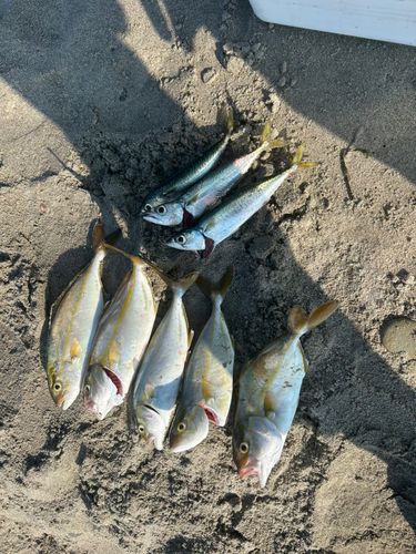 ショゴの釣果